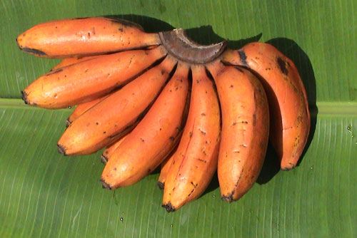 RED BANANA -500g