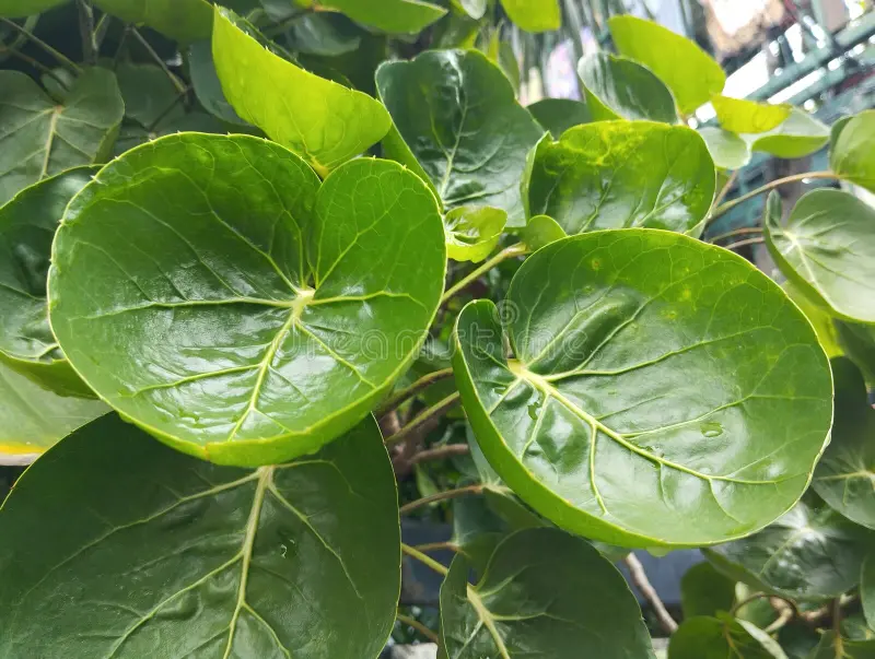 Koppa  Leaves-250g