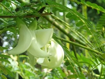 Kathurumurunga Flowers -200g