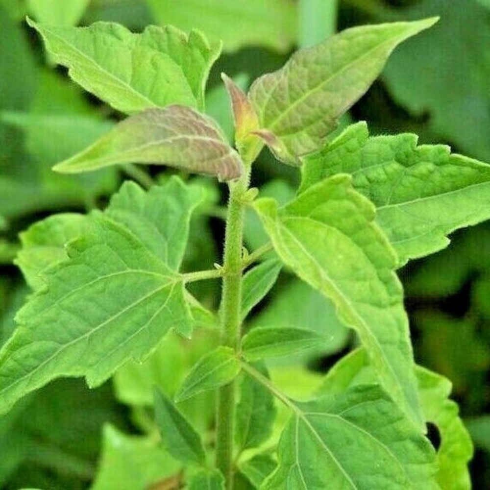 Monarakudumbiya - 200g